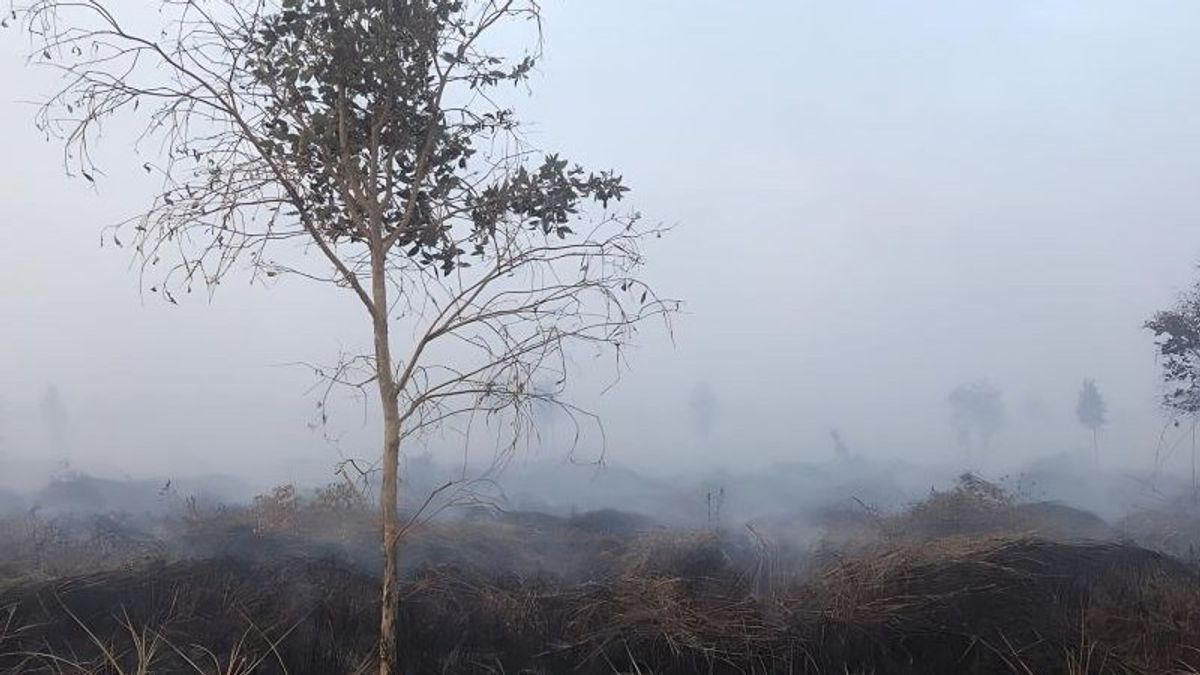 Polisi Tangkap 4 Palaku Pembakaran 43 Hektare Lahan di Jambi