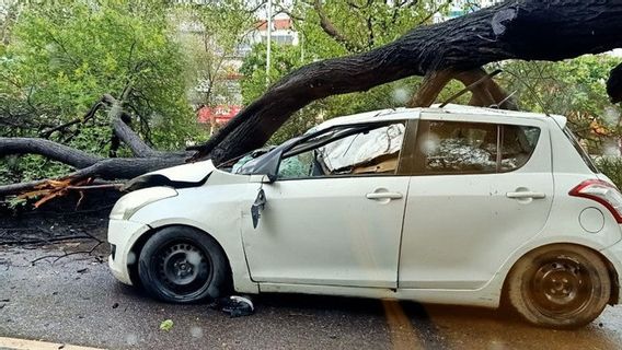 梅雨の中で木が倒れないようにするためのヒントはここにあります