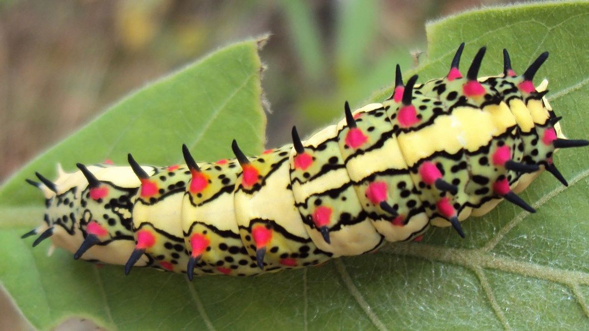Study Says Caterpillars Are Cause Of Unknown Carbon Emissions
