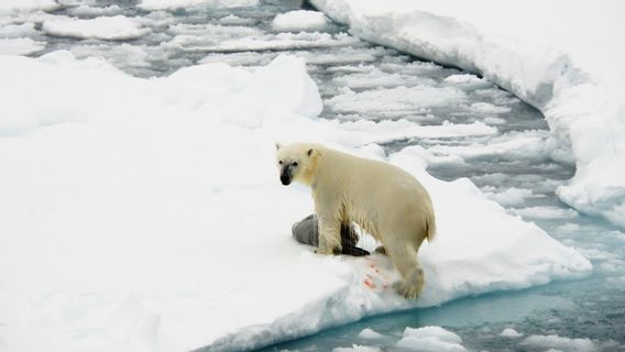 ビデオで鹿を食べているキャッチ, 気候変動の証拠もホッキョクグマが経験