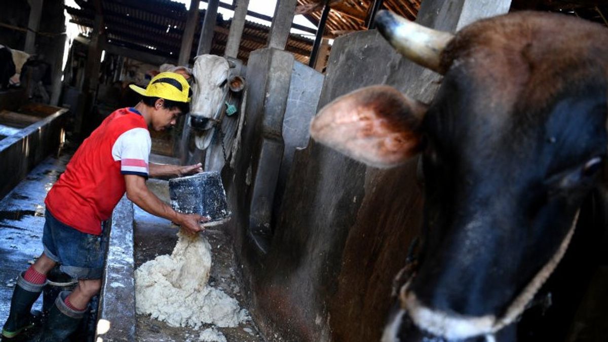 Keeping The Betawi Ancestral Legacy, Cattle Farming Business In South Jakarta Is Still Promising