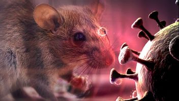 Singapura Tingkatkan Pengawasan setelah Muncul Dugaan Paparan Virus Hanta