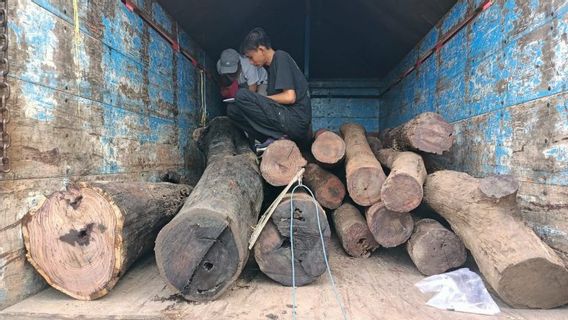 Prétendument En Train D’apporter Du Bois De Sonokeling Provenant De L’exploitation Forestière Illégale, Des Hommes De Banyuwangi Arrêtés