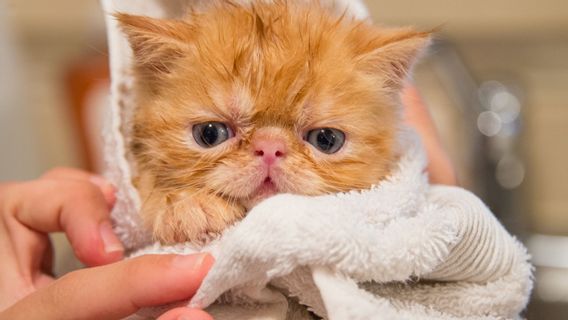 Cet Homme A été Arrêté Par La Police Pour Avoir Forcé Son Chat à Nager Dans La Baignoire