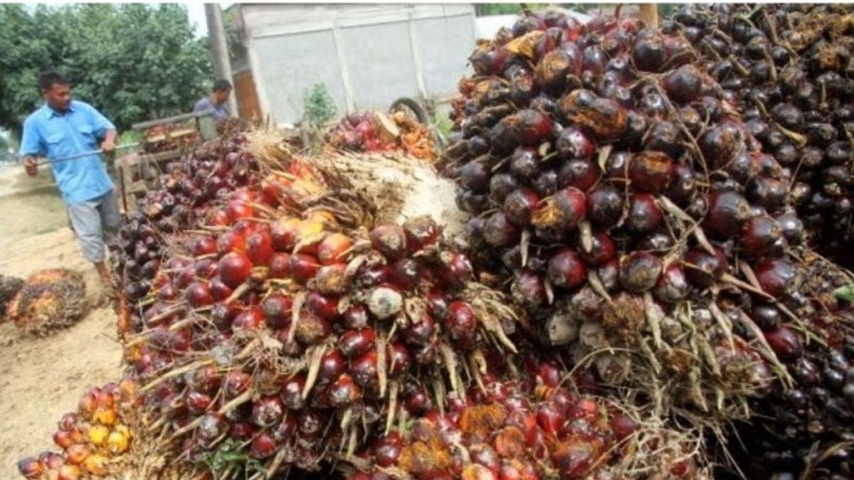 Observers Say Palm Oil Downstream In Indonesia Makes Progress