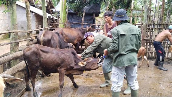 Hundreds Of Cows And Buffaloes In OKU South Sumatra Infected With LSD Virus