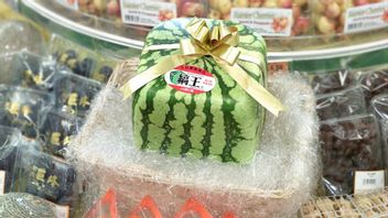 Popular And Has A High Price In Japan, Ornamental Square Watermelon Farmers Only 7 People