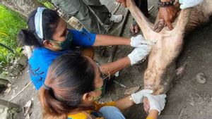 156 感染Ekor,巴布亚在猪牲畜中设置ASF爆发紧急情况