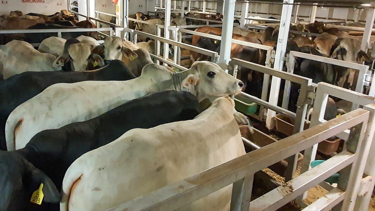 2.000生きた牛がオーストラリアから到着、NFAの責任者:断食、イード・アル・フィトル、イード・アル・アドハのニーズを満たすために
