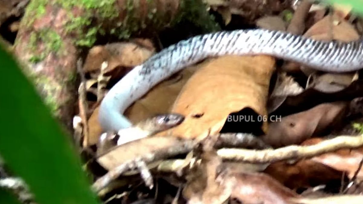 あなたはラジャアンパットに住むクラテンを殺したパプアの白いヘビの危険性を知る必要があり、世界にはまだ抗毒はありません