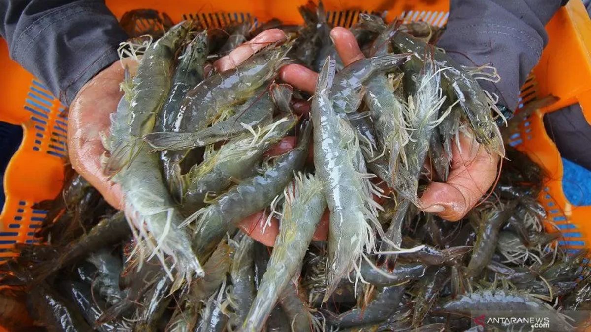 Meeting With DPR, Entrepreneurs Call 1,100 Shrimp Containers Queue For Cs-137 Free Certification