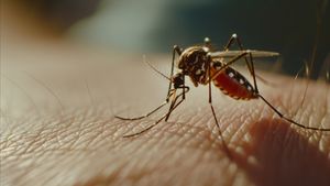 Penting! Ini Waktu Rawan Nyamuk Aedes Aegypti Menyerang
