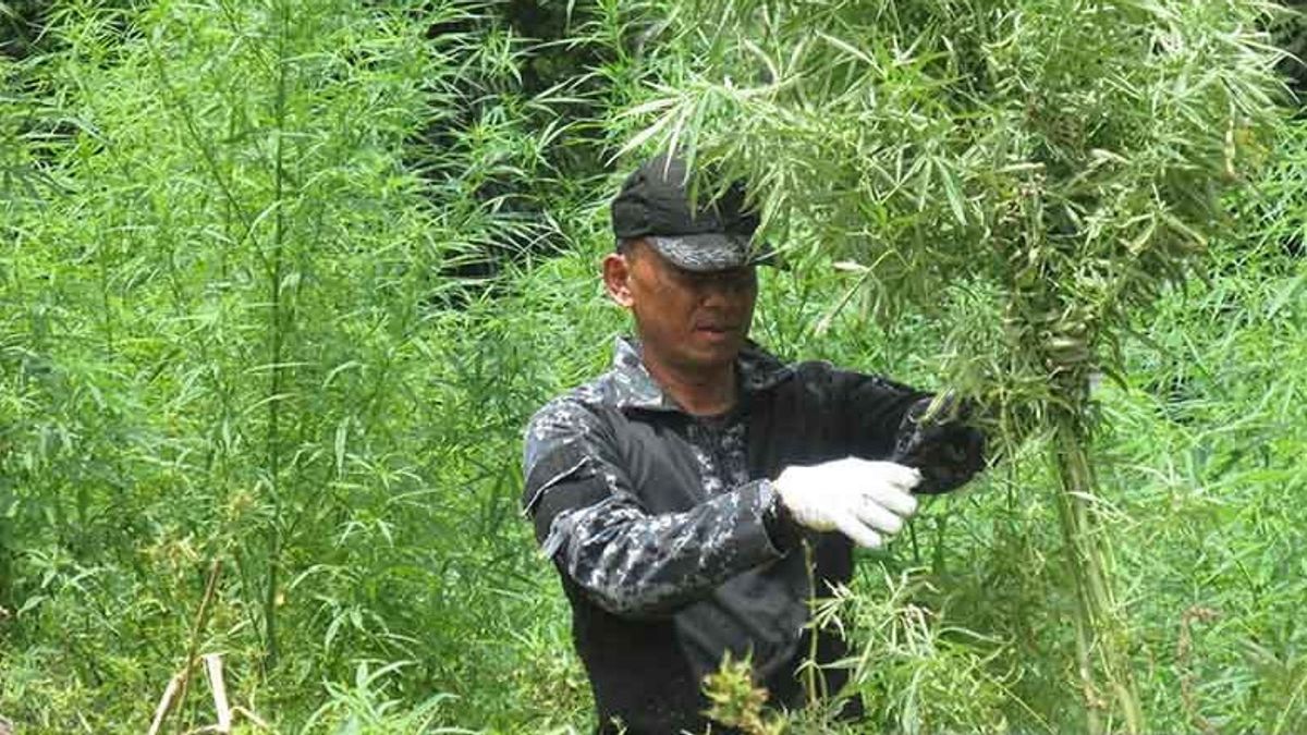 BNN、衛星を使用してアチェ州の大麻畑を監視