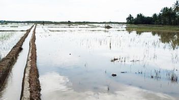 5.115 Hectares Of Rice Fields In East Aceh Flooded