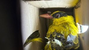 ランプン検疫センターがジャカルタへの198匹の希少鳥の出荷を阻止