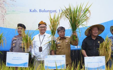 Gubernur Kaltara Panen Padi Bersama, Momentum Jaga Ketahanan Pangan dan Inflasi Daerah 