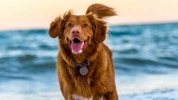 犬の脳は5000年前に縮小したが、それは愚かではないことを意味する