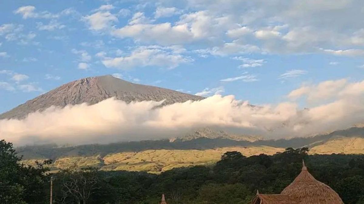 TNGR Investigate Tree Stretching Activities In Rinjani Area