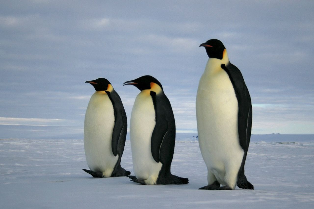 気候変動と氷解けにより、皇帝ペンギンは絶滅の危機に瀕しています