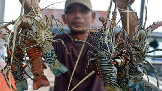 KKP Trenggono部长:自然界国家因数百万龙虾种子走私到其他国家而遭受损失