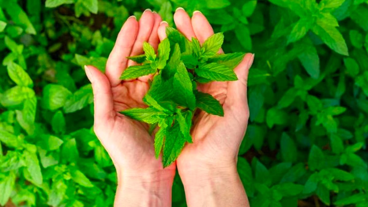 Plus qu'une rafraîchissante, la menthe à la spearmint est censée avoir un rôle dans le soutien à la santé du cerveau