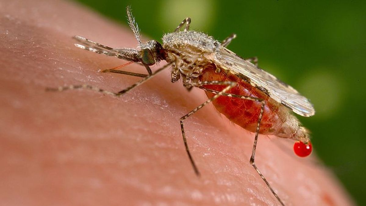 La Première Découverte Du Paludisme Commémorée La Journée Mondiale Des Moustiques Dans L’histoire Aujourd’hui, Le 20 Août 1897