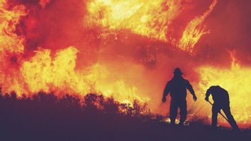 Manusia Andil Terbesar dalam Kebakaran Hutan