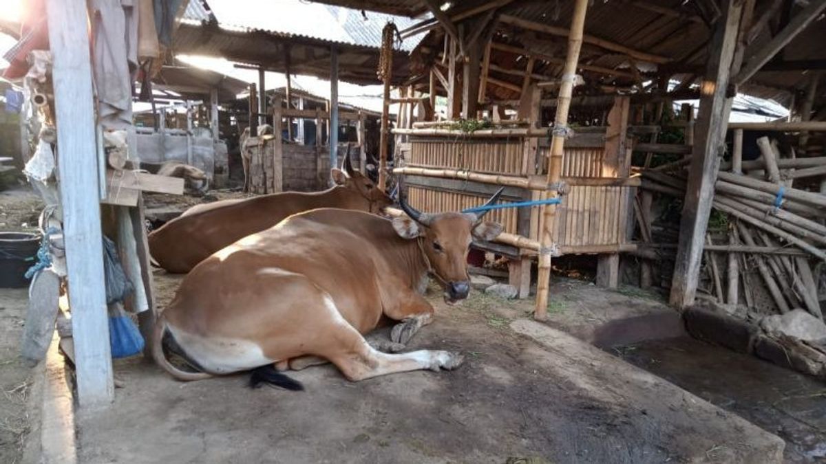 يجب أن يتم تطعيم الماشية على الفور ، بوان: أيضا زيادة عدد الأطباء البيطريين في المناطق المتضررة من مرض الحمى القلاعية