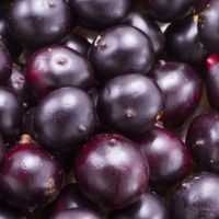 Ilmuwan Kanada Teliti Acai Berry untuk Cegah COVID-19