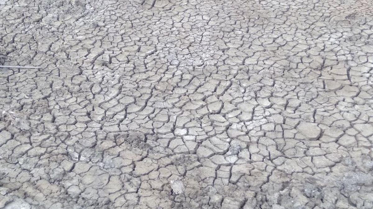 卡拉旺1000公顷的稻田受到干旱的打击