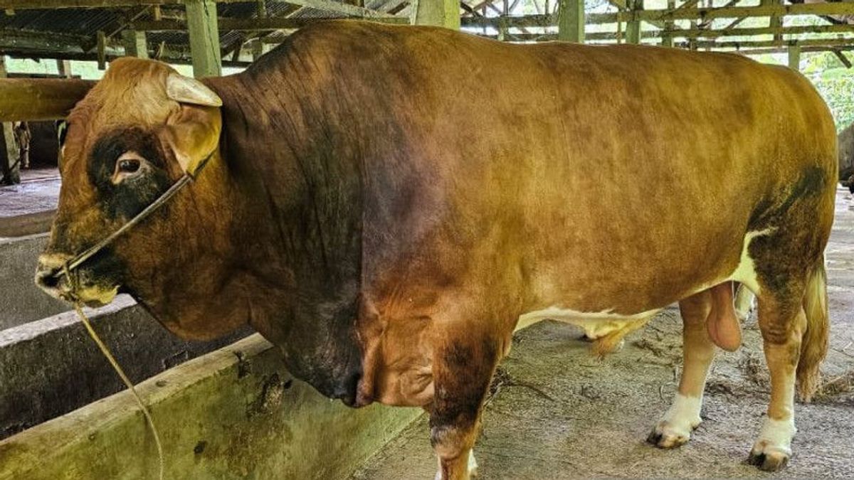 Eid Al-Adha 2023, President Jokowi Sacrifices Limousin Cow Weighing 1 Ton In West Sumatra