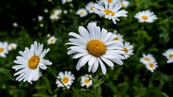 Chamomile, Tanaman Hias Cantik yang Punya Banyak Manfaat