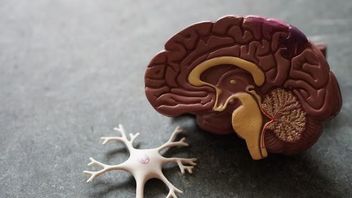 VIDEO: Kenali Tanda-tanda Pendarahan Otak yang Dialami Tukul Arwana  