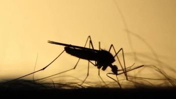 China Records 7,000 Chikungunya Cases, Discourse On Policies Like COVID-19