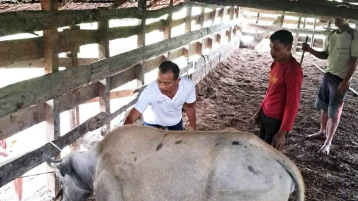 Eid Al-Adha를 한 달 앞두고 Nagan Raya Aceh Regency 정부는 PMK를 위해 2,500마리의 동물에게 백신을 접종합니다.