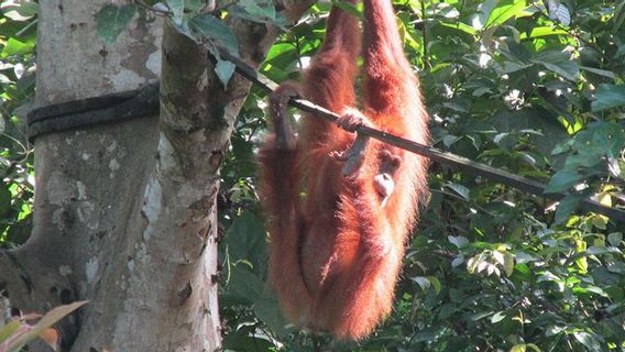 Satu Orang Utan Ditemukan Mati di Taman Nasional Gunung Leuser