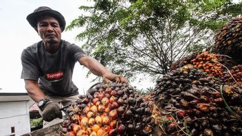 2022年初，Tbs Sawit在Subulusalam Aceh Rose的价格