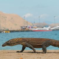 Komodo Tour dari Bali: Panduan Lengkap, Harga, dan Hal yang Wajib Diketahui