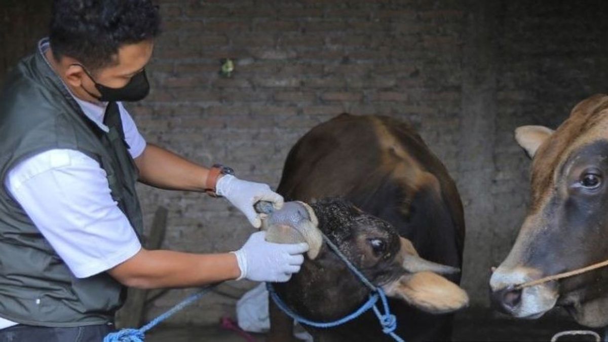 好消息，850头黄铜奶牛从口腔和指甲疾病中恢复过来