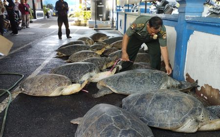 Pengepul 21 Penyu Hijau Kiriman dari Madura Ditangkap di Benoa