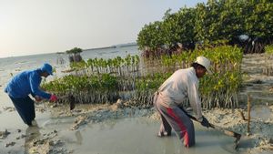 Nasabah J Trust Bank Tanam 2.000 Mangrove via Program Simpanan TORA Green Savings