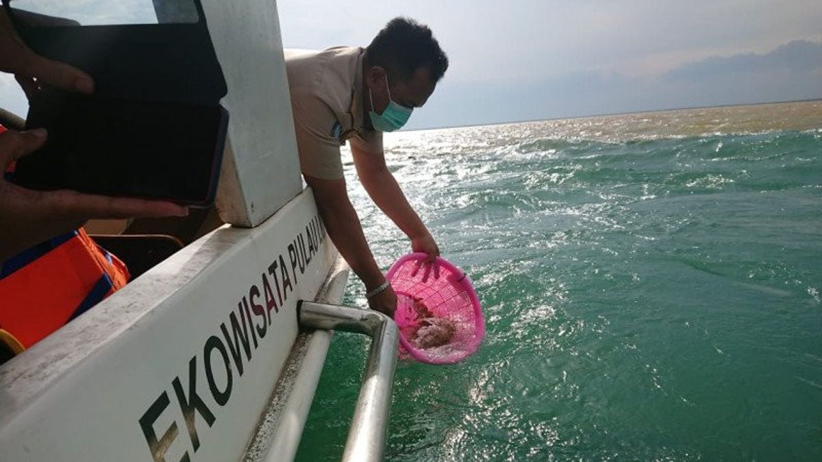 <i>Inga Inga</i>, Penangkapan Benur Hanya Dilakukan Nelayan Kecil Terdaftar 