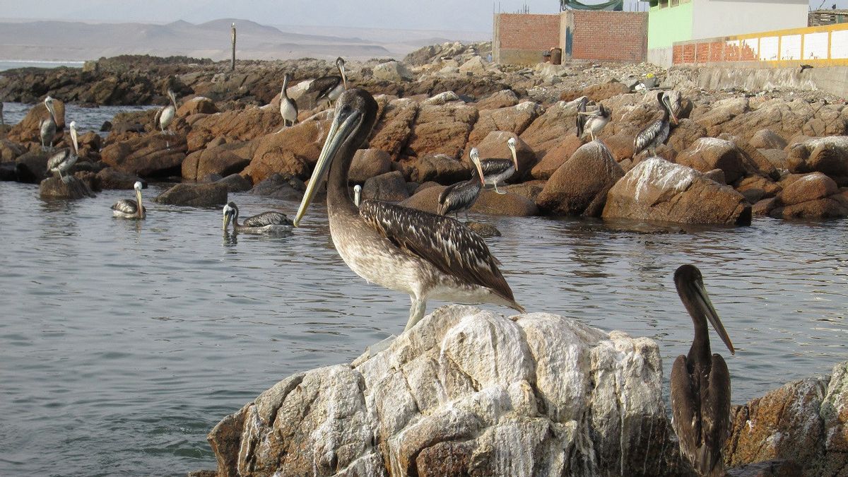 H5N1病毒传播，秘鲁保护区内数万只鸟类和数百只海狮死亡