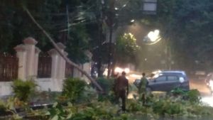 Hujan dan Angin Kencang Kemarin, 9 Pohon di Jakarta Pusat Roboh Timpa Kendaraan 