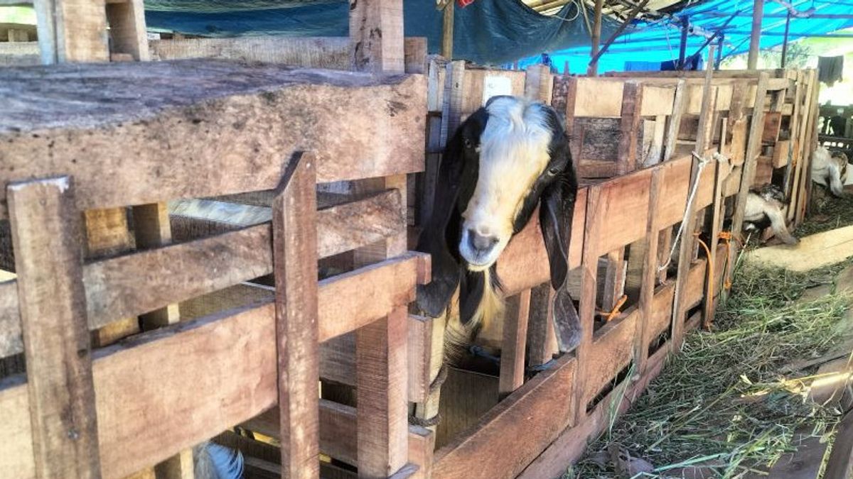 Curi 3 Kambing Warga di Lampung Selatan, 4 Orang Ini Diringkus Polisi 