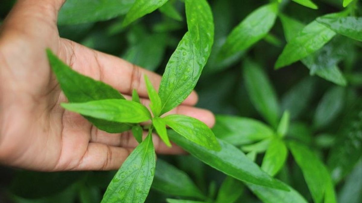 4 Cara Merebus Daun Sambiloto Agar Dapat Khasiatnya