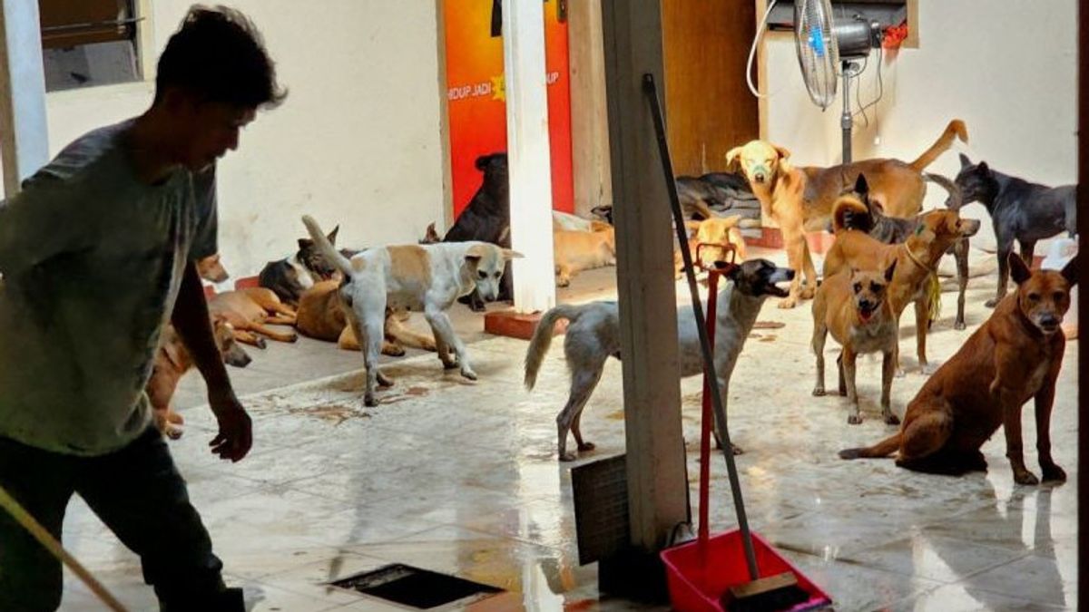Semarang Polrestabes Strive For Further Treatment Of Hundreds Of Dogs Who Were Rescued When Taken To The Slaughterhouse