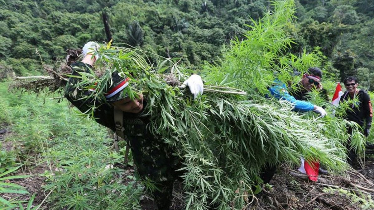 BNN在亚齐销毁了10,000桶大麻