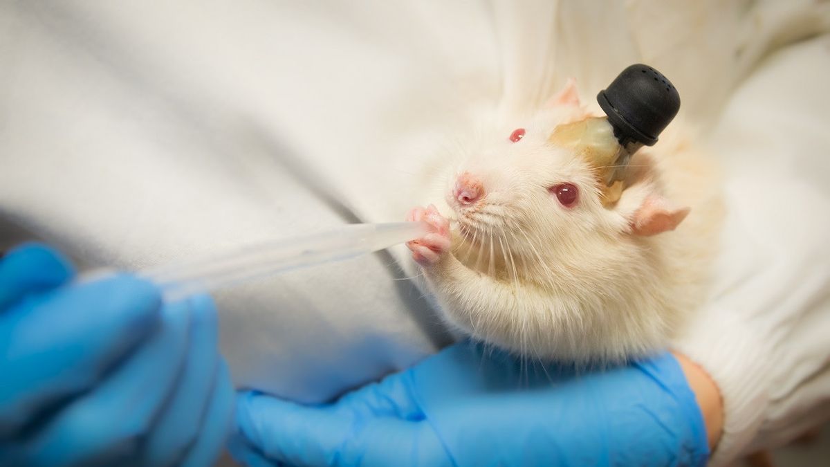 Warga Swiss Tolak Larangan Penggunaan Hewan untuk Penelitian Medis dan Ilmiah