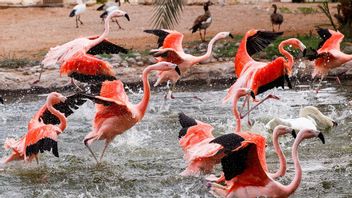  Lima Spesies Burung Baru Terlihat di Kebun Binatang Al Ain Setelah Studi Tahunan